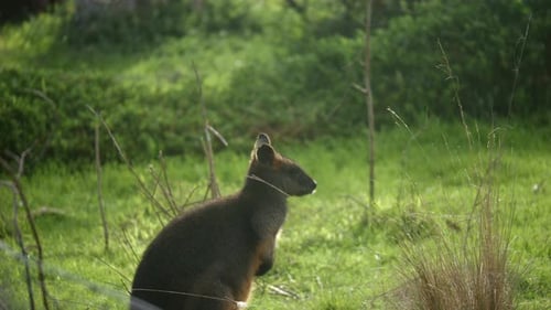 Süßes Rock-Wallaby genießt die Morgensonne auf grünem Gras