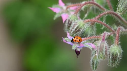 Ein Siebenfleckiger Marienkäfer, Coccinella septempunctata, auf einer Borretschblüte, Borago officinalis. Sommer.