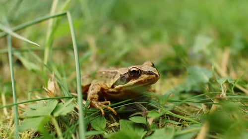 Macro Footage Of Frog Resting On Green Foliage