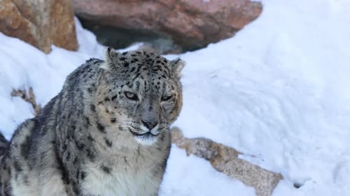 Snow Leopard Resting on Snowy Hill in Winter