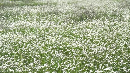 Chamomile White Daisy Flowers in a Field of Green Grass Sway in the Wind at Sunset Chamomile Flowers