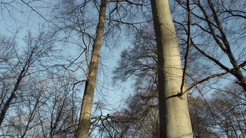 Vue à angle réduit d'arbres nus, chariot filmé d'en bas jusqu'à la cime des arbres