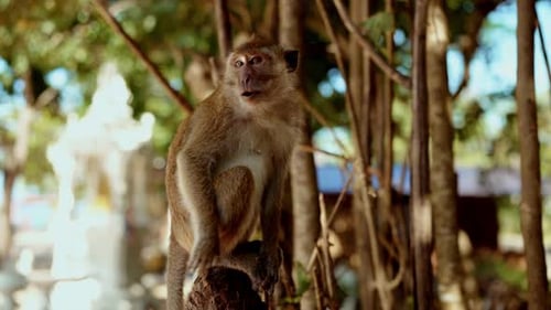 Monkey Sitting on a Tree Stump
