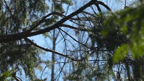 Squirrel jumping in trees slow motion, searching for food, sunny day