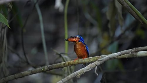 Colorful Kingfisher Eating Insect on Branch in Forest