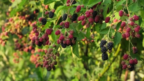 Blackberries. Green unripe and black ripe blackberries grow on a bush on a summer day outdoors