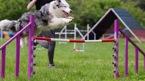 Dog Jumping Over Bar on Agility Course