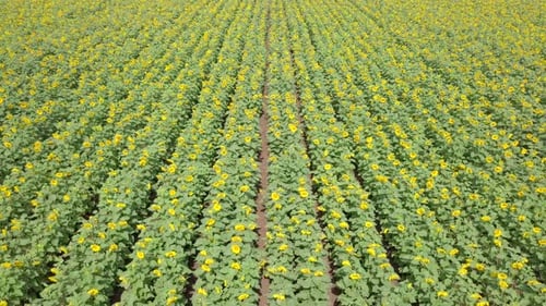 Aerial view of a vast yellow Sunflower field