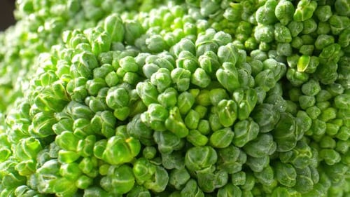 Close Up of Fresh Green Broccoli Vegetable