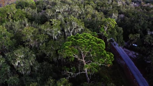 Aerial view of forest and winding road