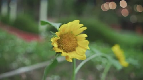 Bright yellow sunflower with a green blurred background, shot of nature’s beauty