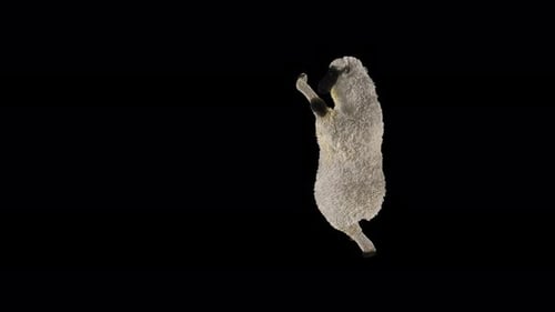 Animated White Sheep Dancing Video Element