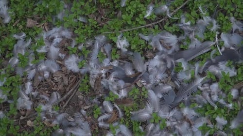 Mosaico de plumas: plumas blancas y grises sobre un exuberante suelo verde con hojas marrones