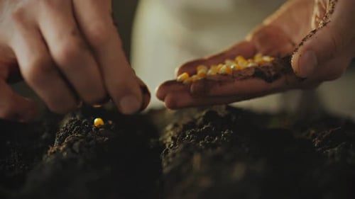 Close up of farmer's hands sowing corn grain into the ground soil. Process of sowing corn grain