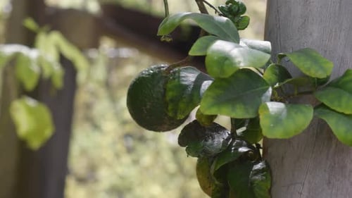 Citrus Harvest: Ripe Lemon on tree, pan left close up