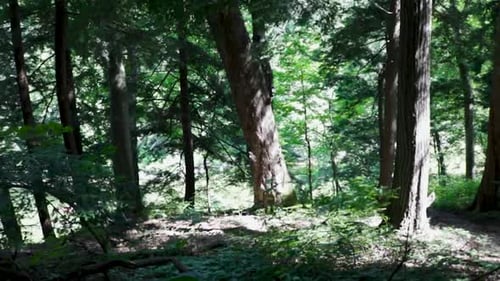 Trees in a forest with spin
