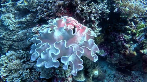 Toadstool coral grows on a reef in Indonesia's "coral triangle".