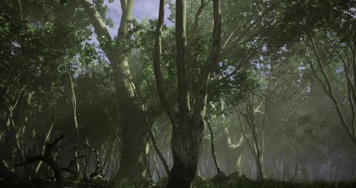 Lush Forest Landscape with Tall Trees and Mist in Serene Natural Setting