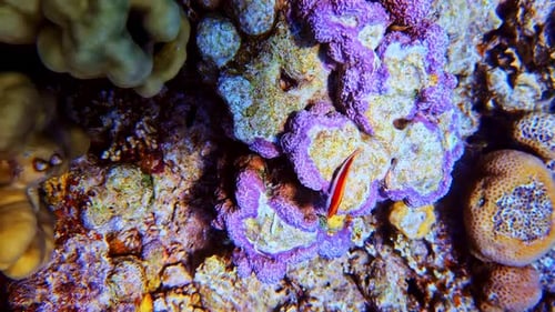 Blackside hawkfish on colorful coral reef seabed. Paracirrhites forsteri