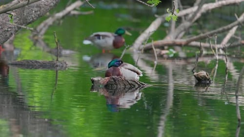 Two Ducks Resting Peacefully on a Pond