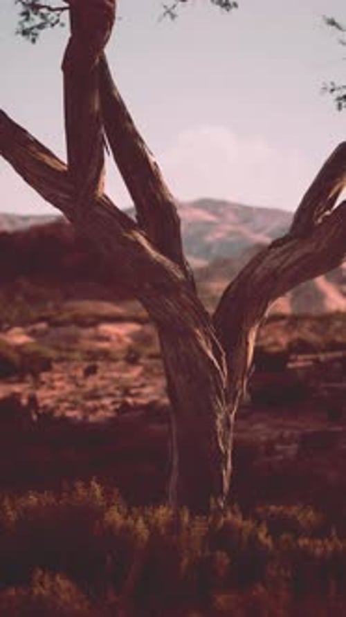 Tree in Field With Mountain Background