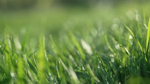 Simple Background Green Fresh Grass Lawn Natural Meadow Swaying By Wind Blow