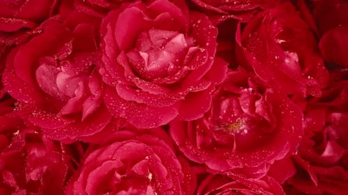 Wunderschöne Rosenblätter mit Tautropfen, wunderschöner Hintergrund mit Rosenblütenaroma