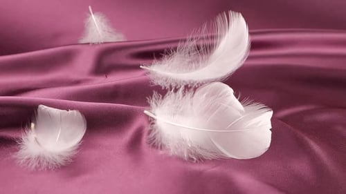 White Feathers Falling onto Mauve Satin Background