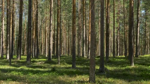Typical Swedish forest, multiple pine trees during a hot summer day
