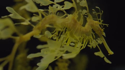 Closeup on Leafy Sea Dragon Swim in Aquarium