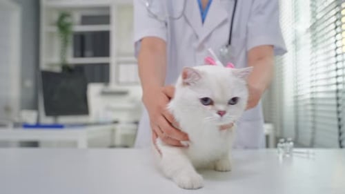 Close up of a veterinarian brushing kitten's fur at veterinary clinic.