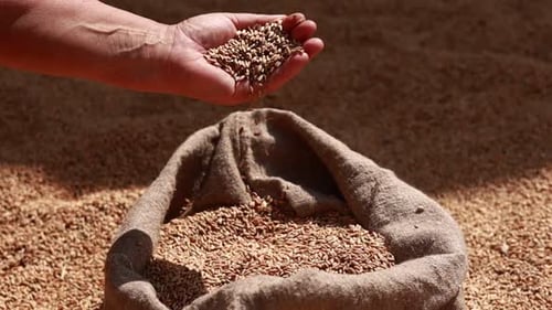 Harvesting Wheat Grains into a Burlap Sack