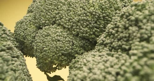 Extreme close-up panning of green broccoli on yellow background