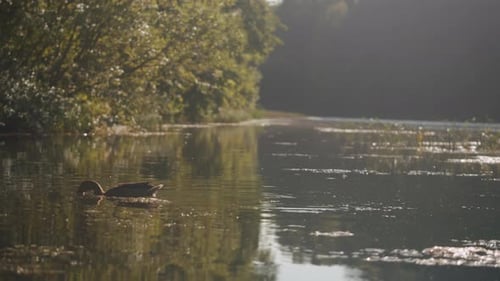 Duck Swimming on the Beautiful Lake Closeup The Sun Falls on a Pond in a Lovely Park A View of Water