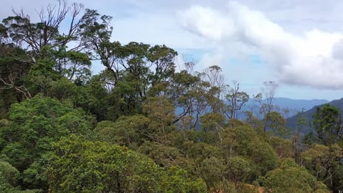 AH - Mountains and Dense Rainforests