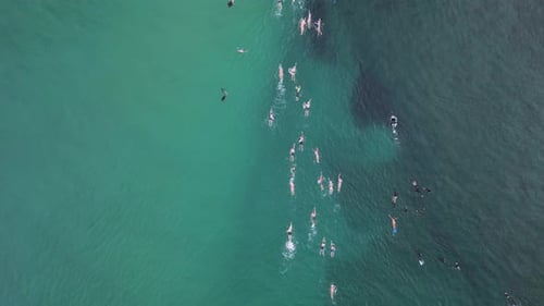 Competitors competing in an ocean swimming race swim through a group of tourist snorkeling on a reef