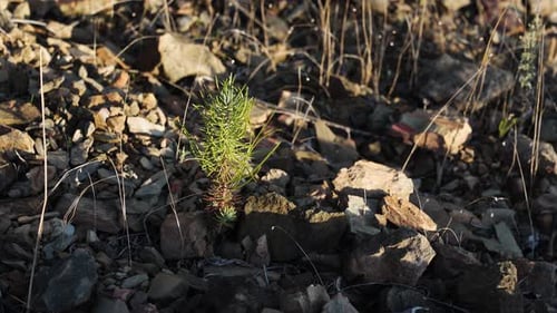 Close up view of a small pine tree that rises from the heart of the rocky terrain, slender trunk