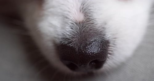 Dog's Adorable Nose in Extreme Close Up