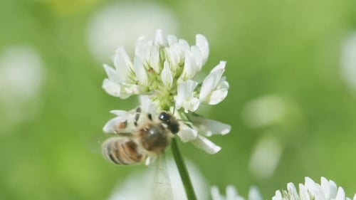 Honey bee on white clover collecting nectar in sunny spring day