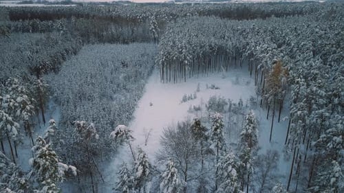 Aerial drone flight over snow covered forest in winter, cold weather, peaceful relaxing view during