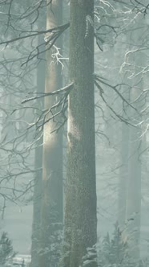 Trees in Misty Winter Forest Frosty and Foggy