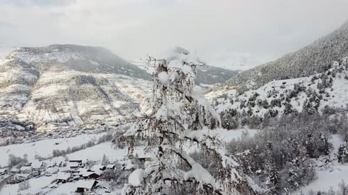 Winter Forest Aerial
