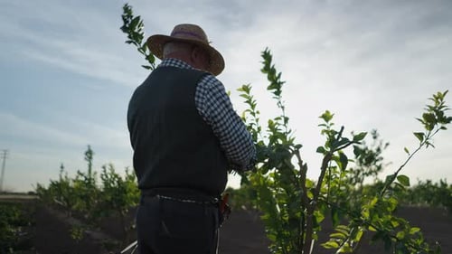 Horticultor cuidando de suas laranjeiras em Valência, Espanha