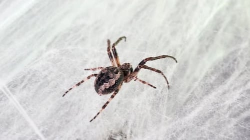 Une
araignée rampant sur une épaisse toile blanche attend la victime de près. Araignée croisée grise.