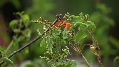A plant with red flowers and green leaves is seen in close-up