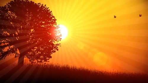 Radiant Sunset with Silhouetted Tree and Flying Birds Animation