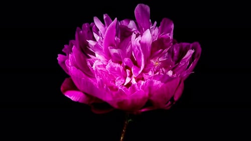 Red Peony Open Flower in Time Lapse on a Black Background. Wedding Concept. Side View on Pink Flower
