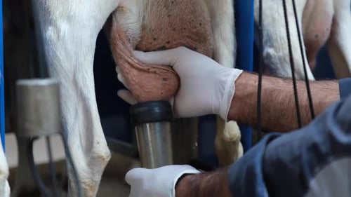 Milking a Goat with Milking Machine on Farm
