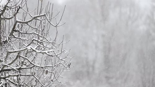 First Snowfall Background