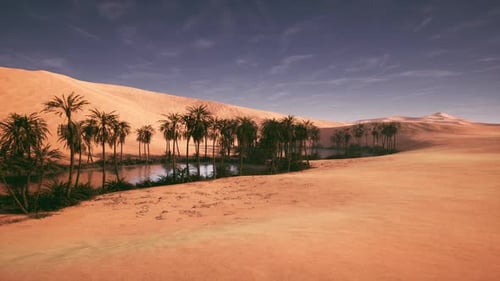 Oase, umgeben von Wüstensanddünen unter klarem blauem Himmel bei Sonnenuntergang